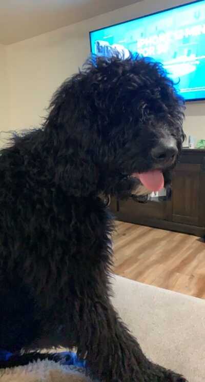 Companion Pet Clinic Beaverton Beaverton OR Nextdoor