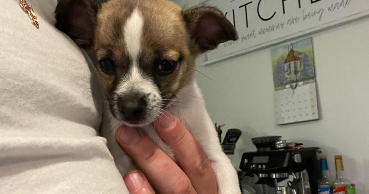 Puppy for Free in Washougal, WA For Sale & Free — Nextdoor