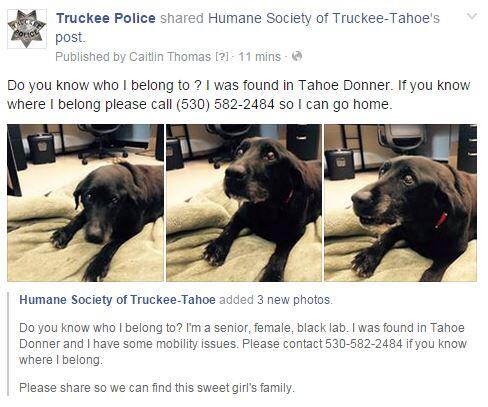 Lost Dog is at the Shelter (Truckee Police Department) — Nextdoor —  Nextdoor
