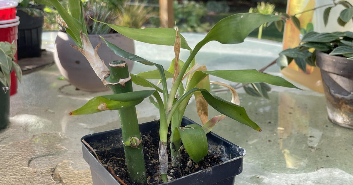 House Plants PRICES IN DESCRIPTION for 20 in Indianapolis, IN For