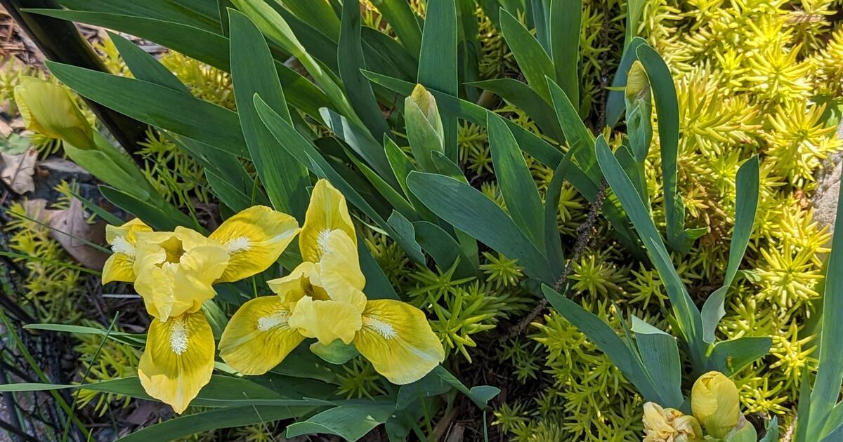 Perennial Plants Good Value Prices At Local Nursery Are Through The