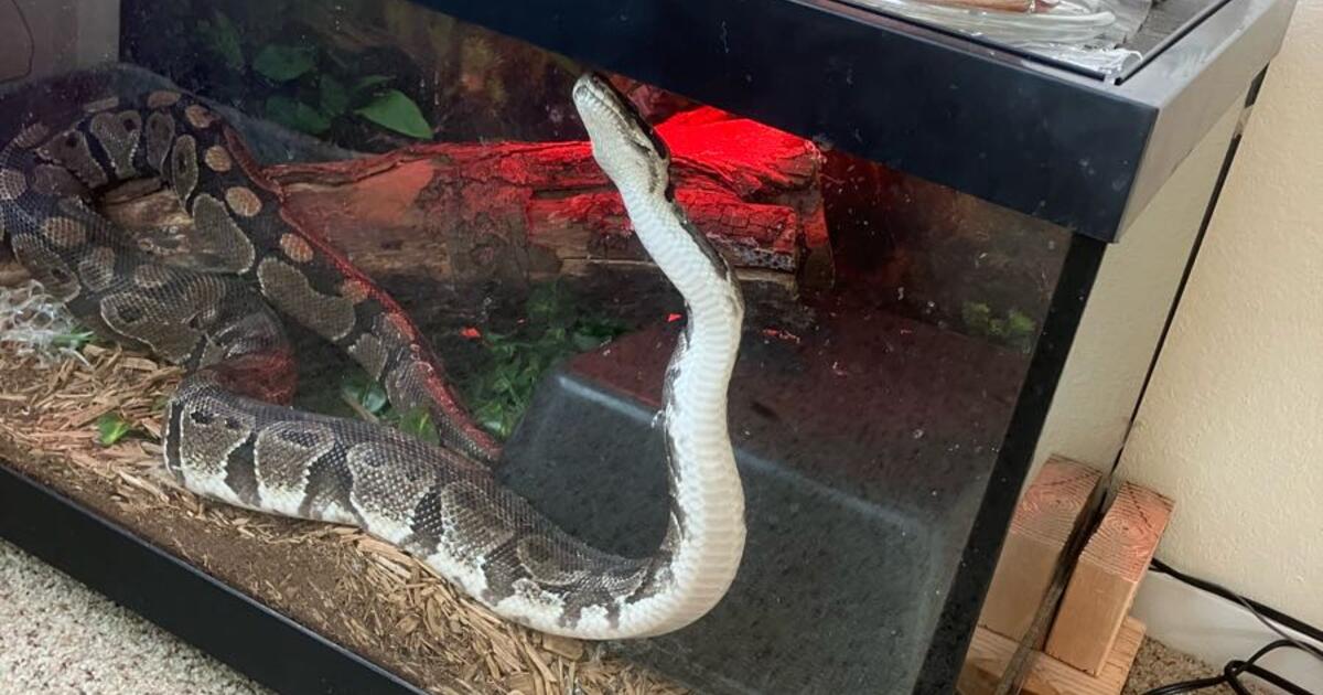 Ball python for $150 in Greeley, CO | For Sale & Free — Nextdoor