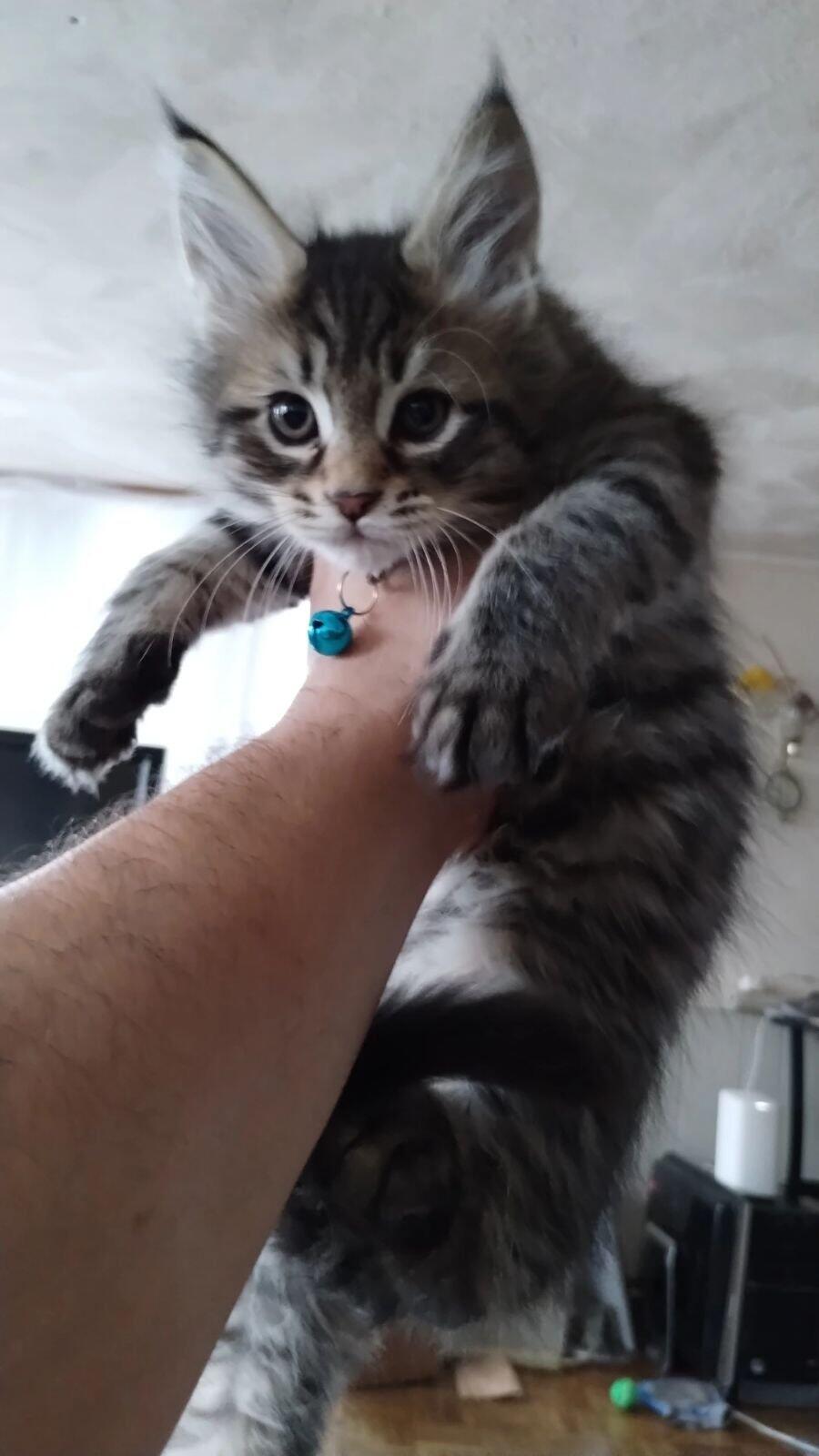 Maine Coon Kitten in Wrentham, MA For Sale & Free — Nextdoor