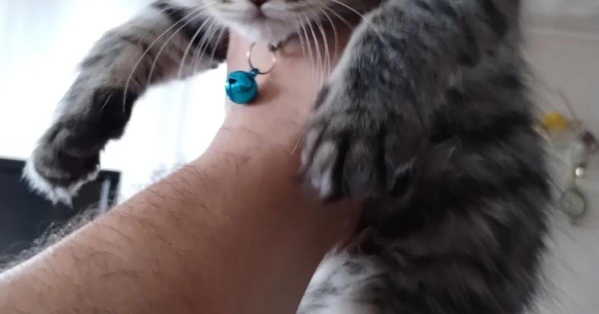 Maine Coon Kitten in Wrentham, MA For Sale & Free — Nextdoor