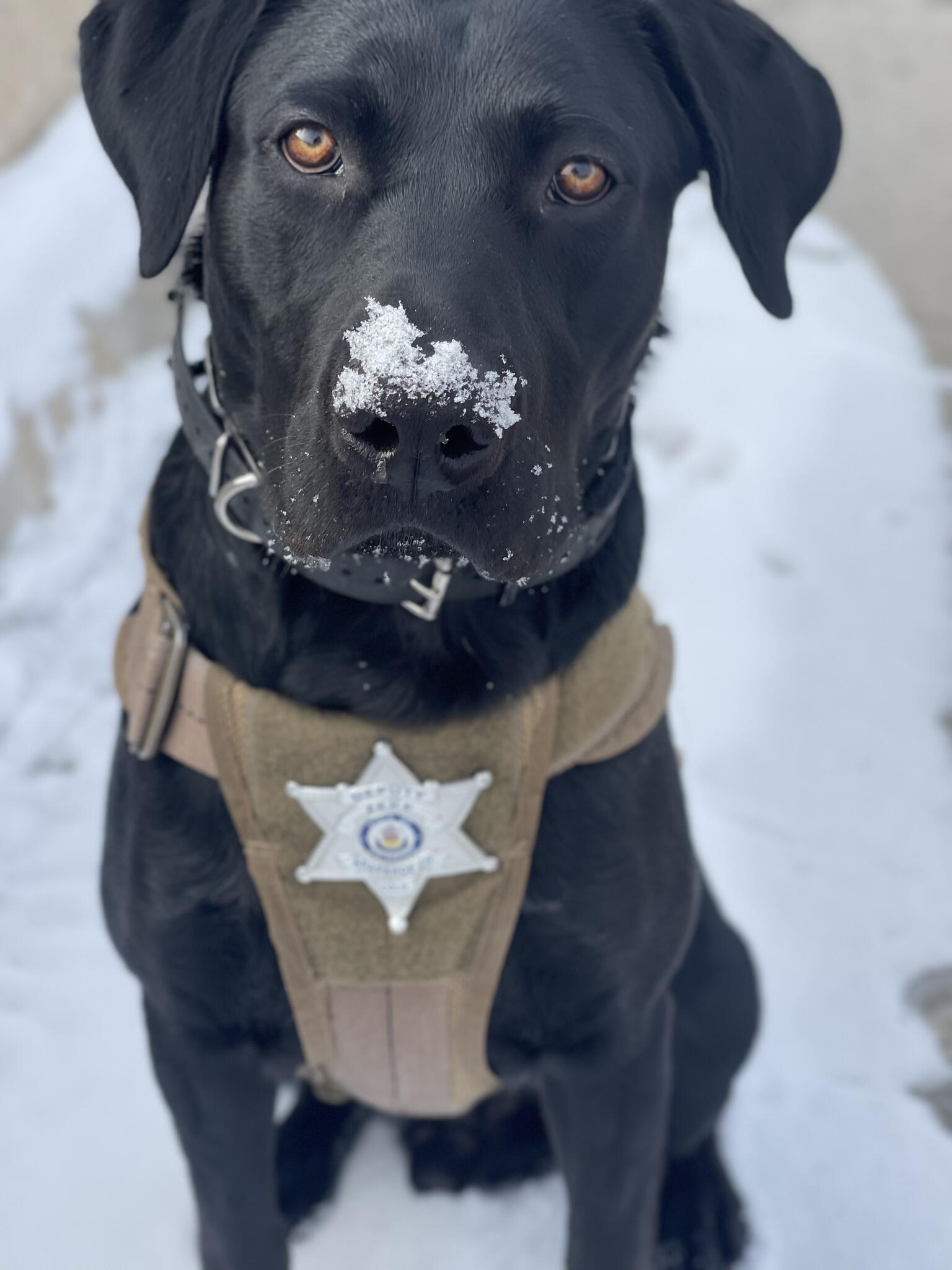 HELP US WIN A POLICE K9 PHOTO CONTEST! (Arapahoe County Sheriff's Office) — Nextdoor — Nextdoor