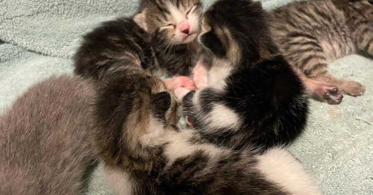Kittens for adoption for free in port st lucie fl finds nextdoor