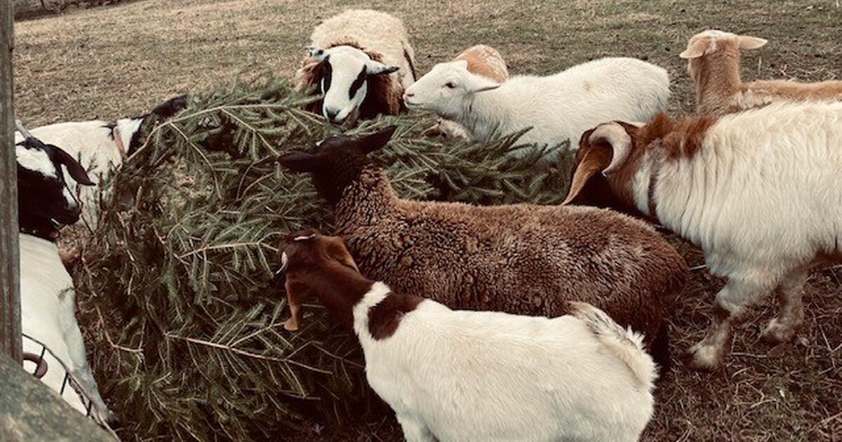 Flemington nj christmas train ride