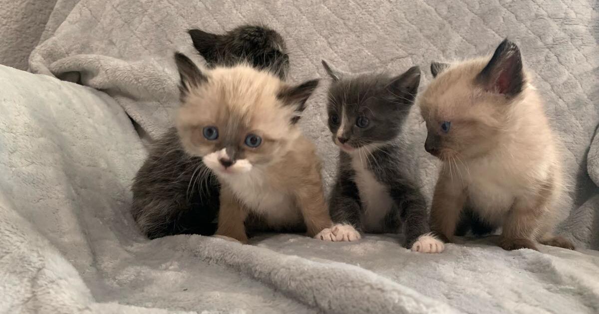 Kittens for 80 in ozark mo for sale free nextdoor