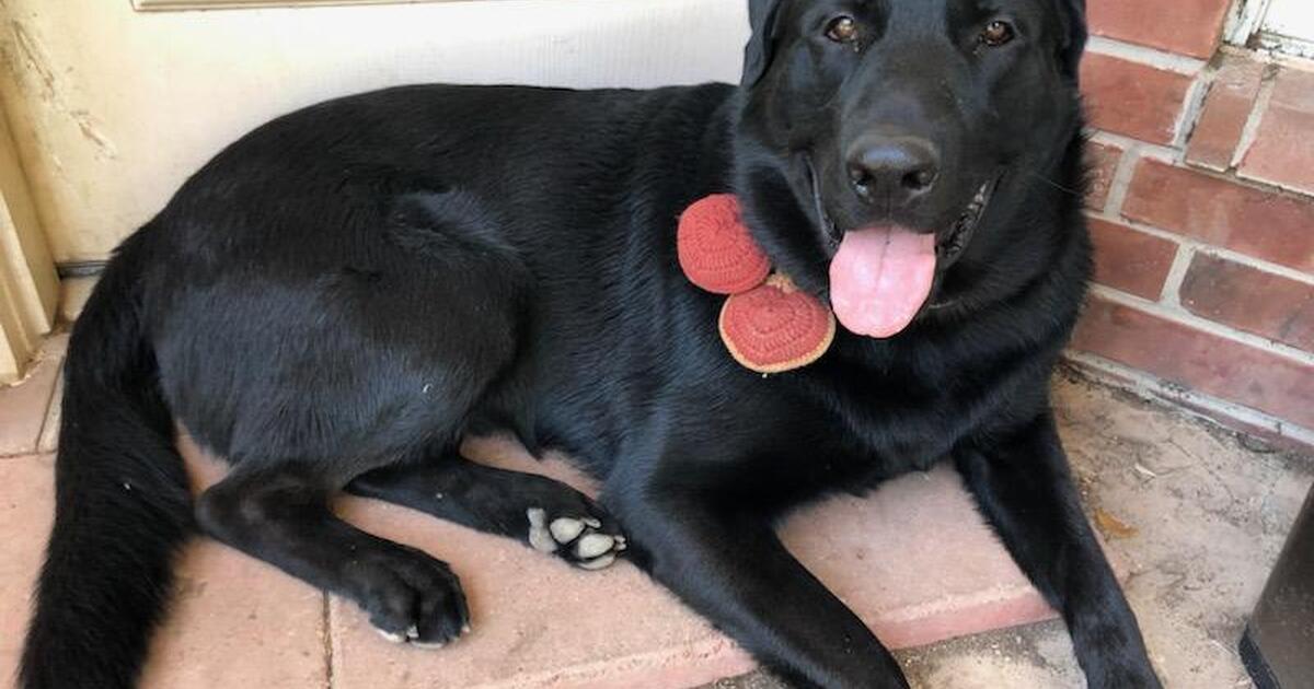 LAST CALL!! Black Lab/German Shepherd Mix in need of a better home for