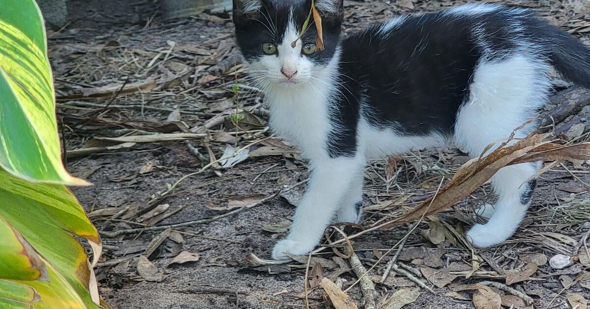 Free Kittens great barn cats! for Free in Bradenton, FL For Sale