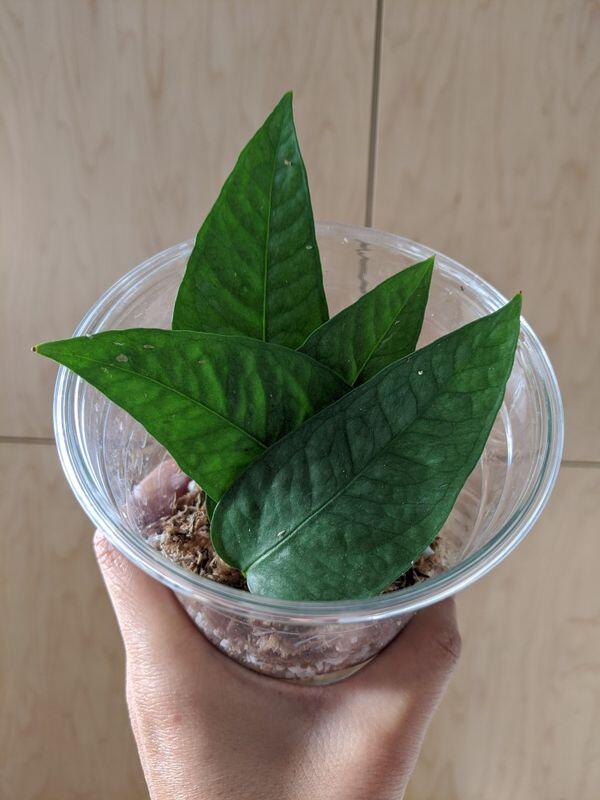 peace lily plant flower 10p! Spathiphyllum/Peace Lily /Tropical