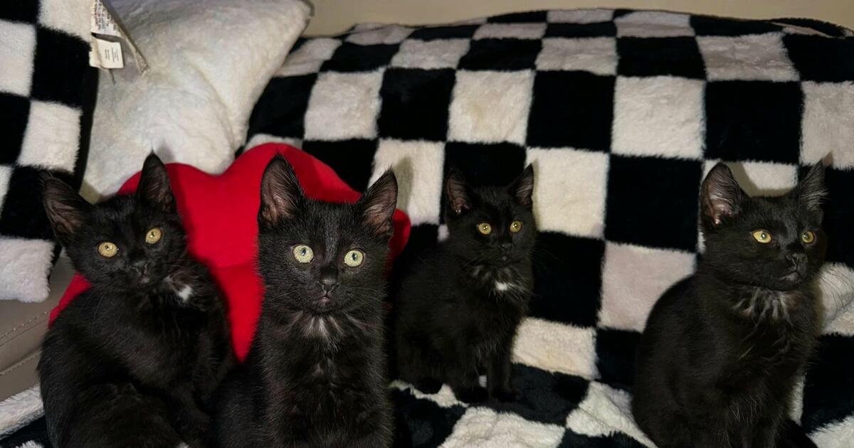 Kittens For Sale (1 Left) for Free in Shakopee, MN For Sale & Free