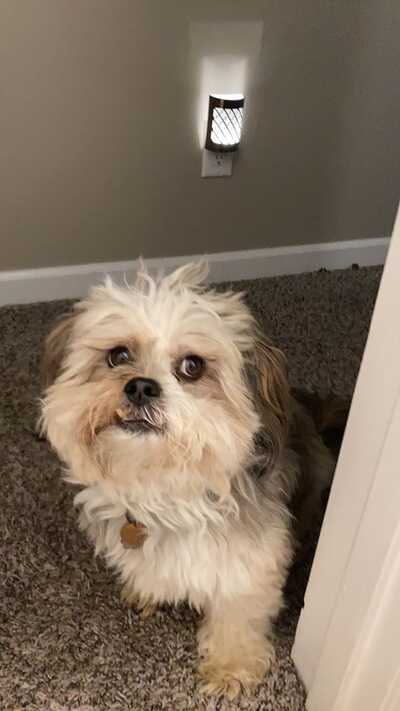 Kennel des les anges online