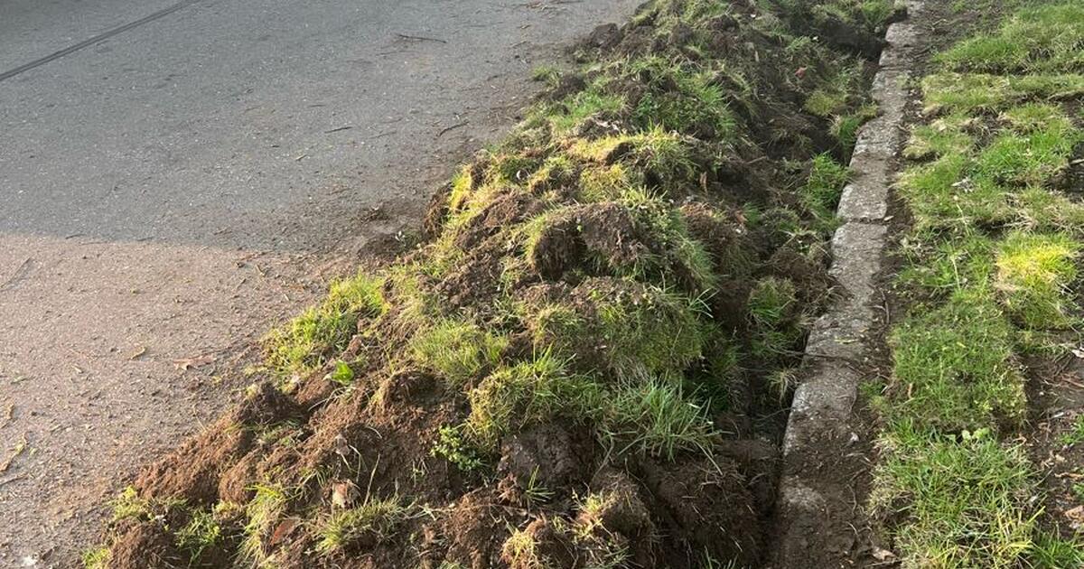 Free sod pieces for Free in Royal Oak, MI | For Sale & Free — Nextdoor