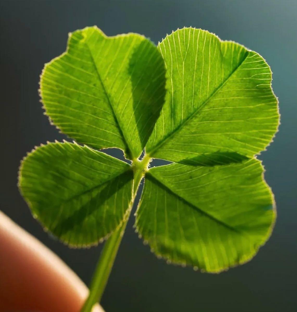 Lake Longbow, Peoria News, Crime, Lost Pets, Free Stuff