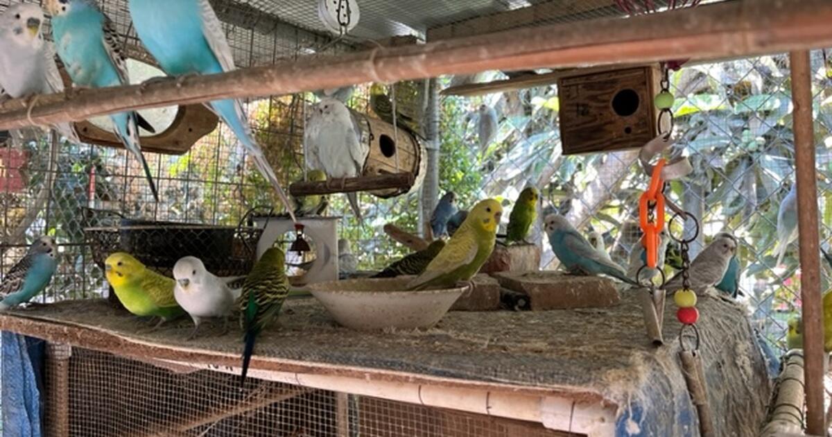 BABY PARAKEETS for 15 in Santa Paula, CA For Sale & Free — Nextdoor