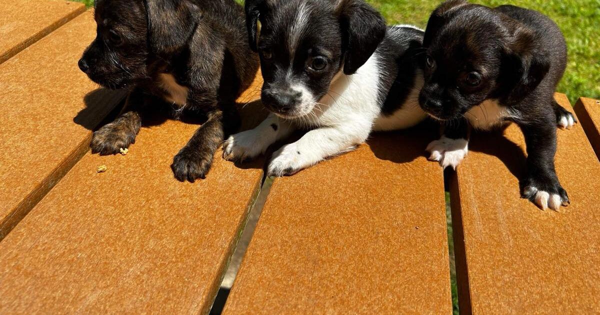 Free puppies!!! in Newnan, GA For Sale & Free — Nextdoor