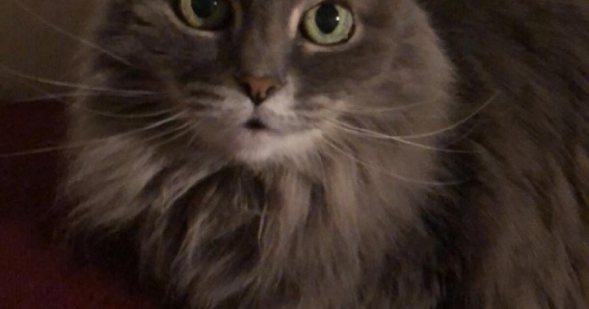 Free Cat in Indianapolis, IN For Sale & Free — Nextdoor