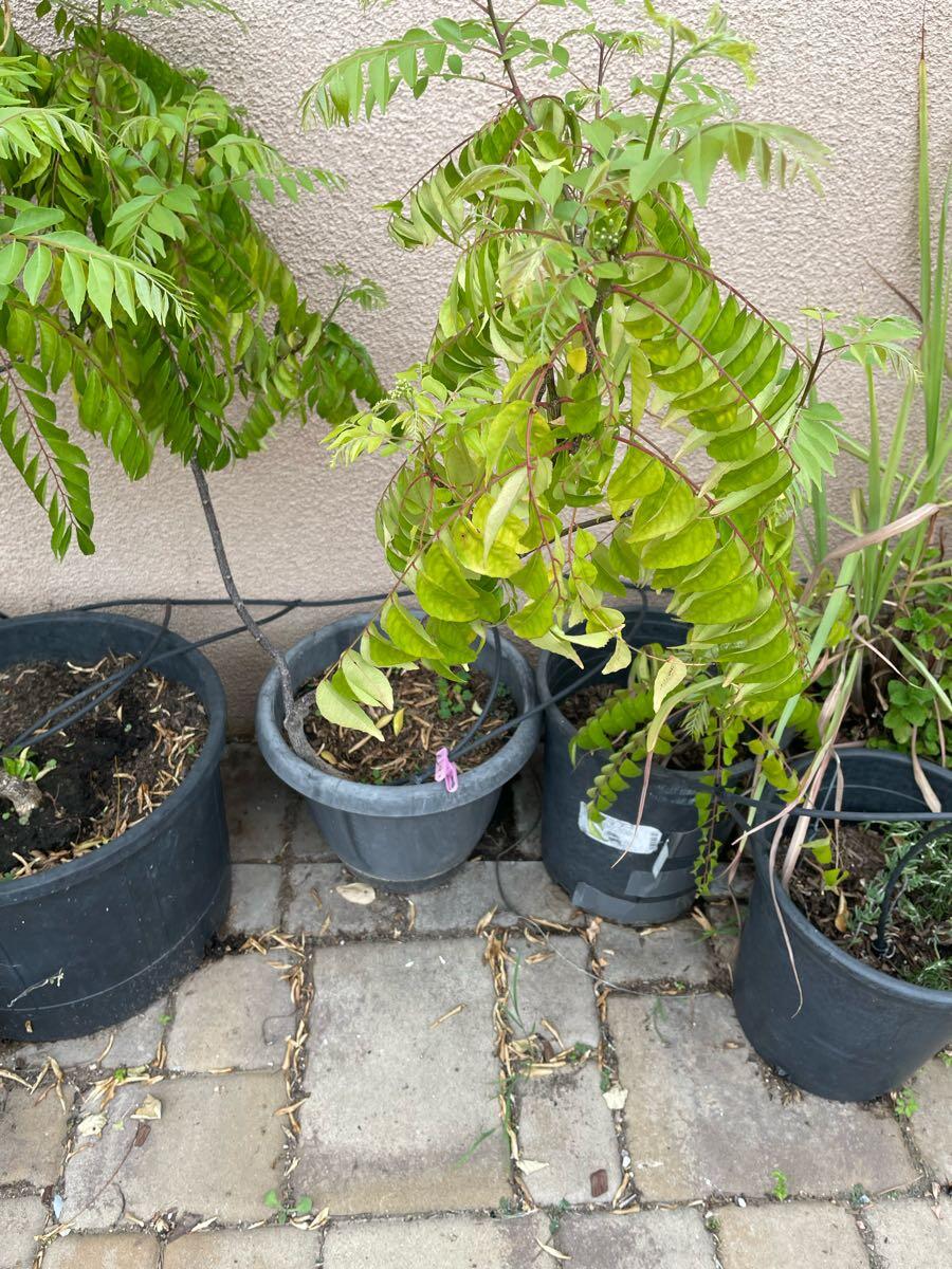 Organic Curry Leaf Plant 3.5 Feet For $75 In San Jose, CA | For Sale & Free   Nextdoor