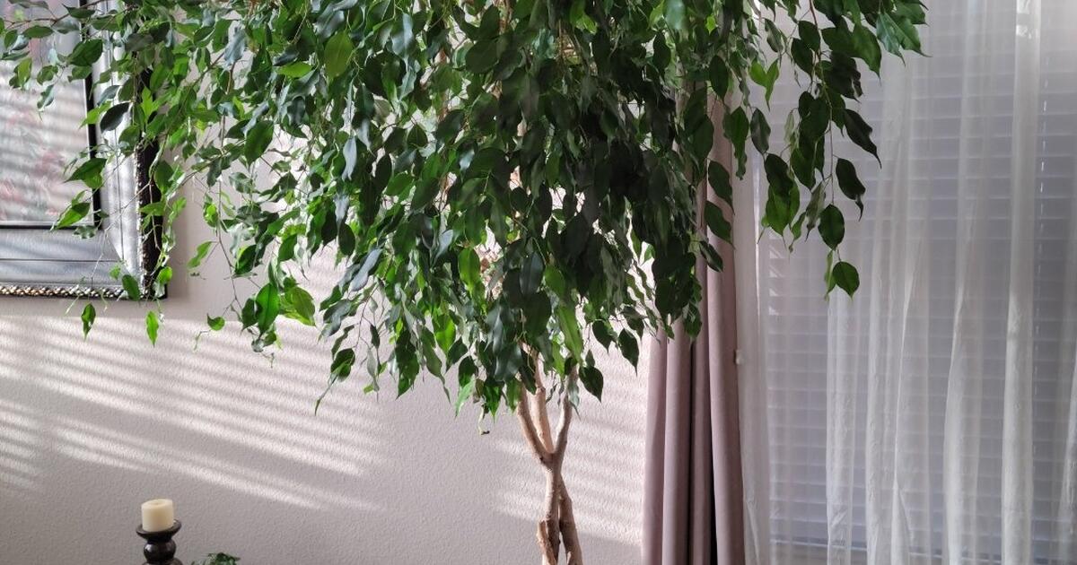 Live Ficus tree for 25 in Argyle, TX For Sale & Free — Nextdoor