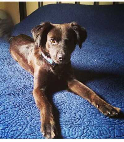 Beltway Animal Hospital - Nextdoor Beltway Animal Hospital - Nextdoor