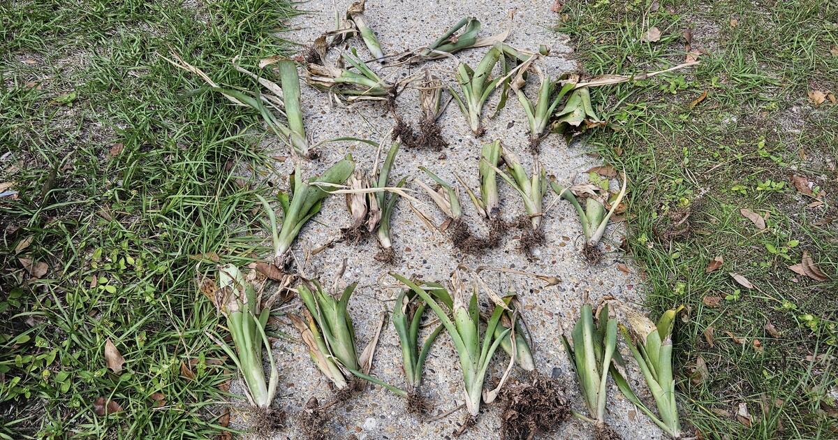 Silver Vase Plant for Free in Mobile, AL For Sale & Free — Nextdoor