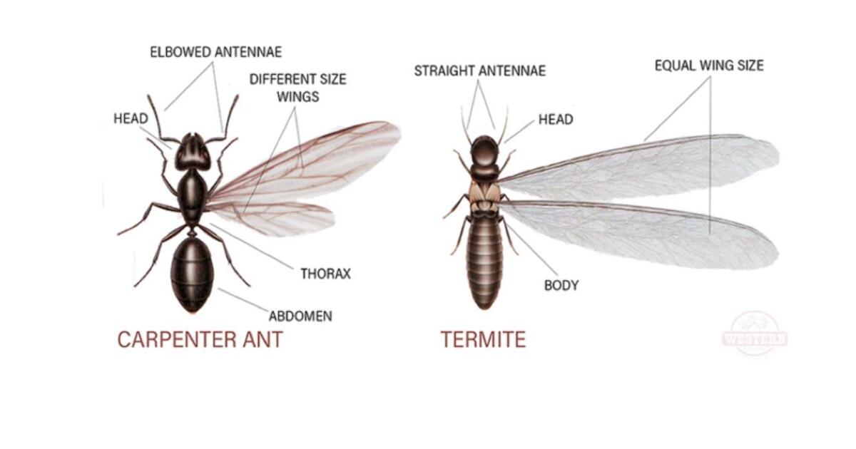 Termite Control for Free in Huntersville, NC | Finds — Nextdoor