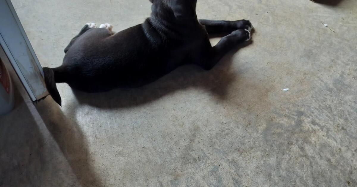 Need a home for mom and puppy in candler nc for sale free nextdoor