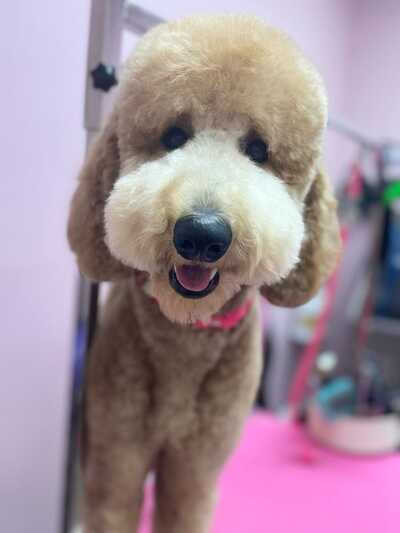 Snoots Dog Grooming: Expert Tips for a Perfect Pet Makeover