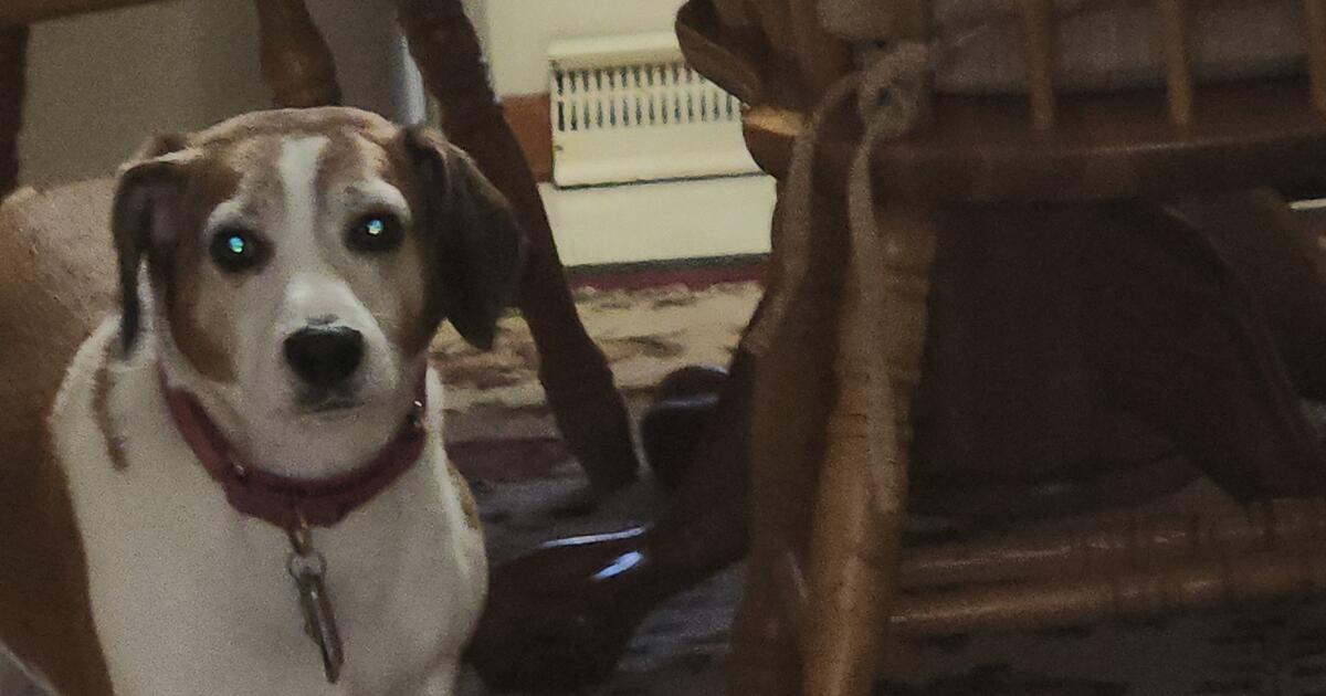 Rehoming Dog for 200 in Kettering, OH Finds — Nextdoor