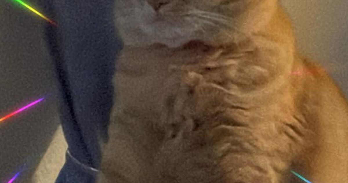 Looking for a good home for my cat in Elk Grove, CA For Sale & Free