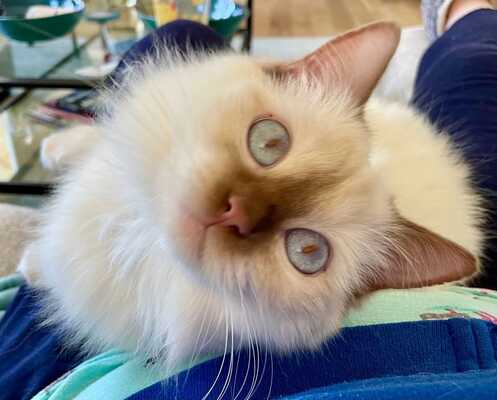 Oak grove pet deals sitting