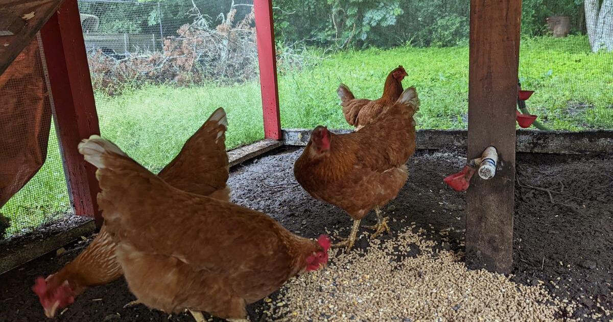 Chickens! for Free in Montgomery, TX Finds — Nextdoor