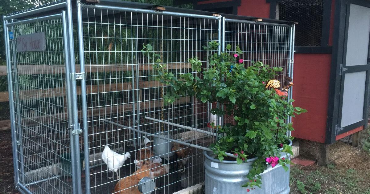 Searching Dog Kennel Poultry Fencing for Free in Orlando, FL For