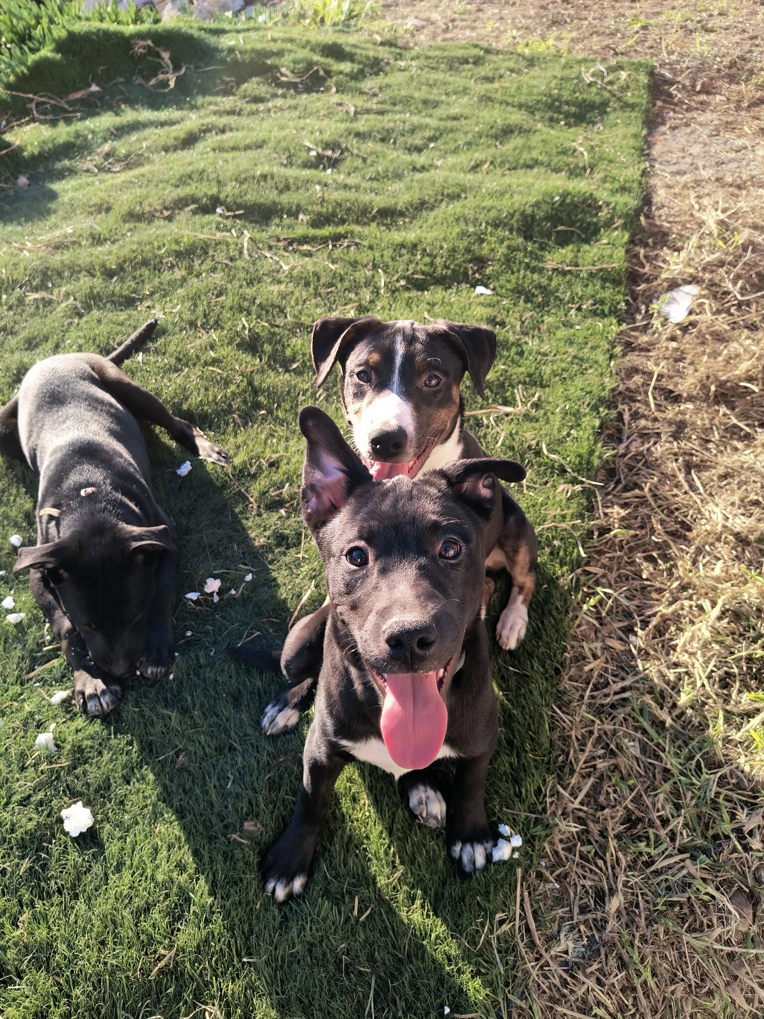 Pitsky Puppies For Sale 35 - lp3z4ch