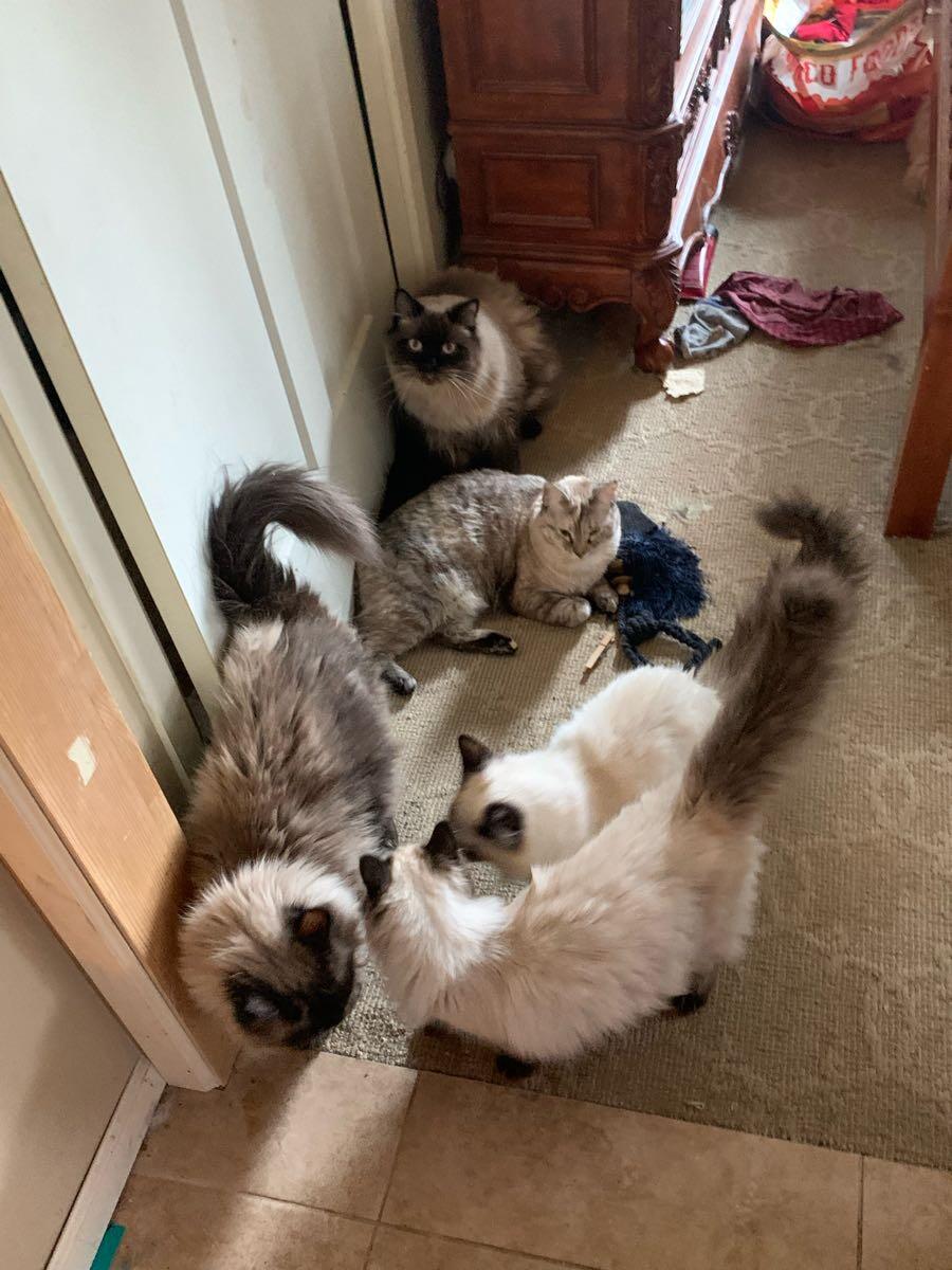 Cats and kittens for Free in Spokane, WA For Sale & Free — Nextdoor