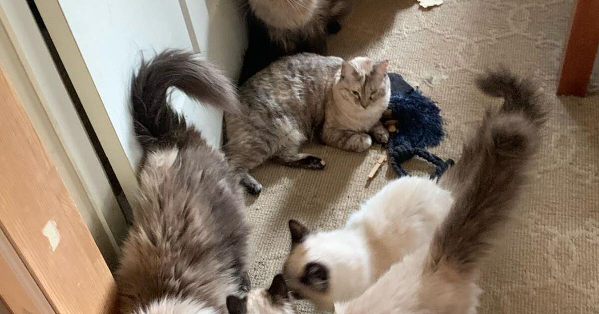 Cats and kittens for Free in Spokane, WA For Sale & Free — Nextdoor