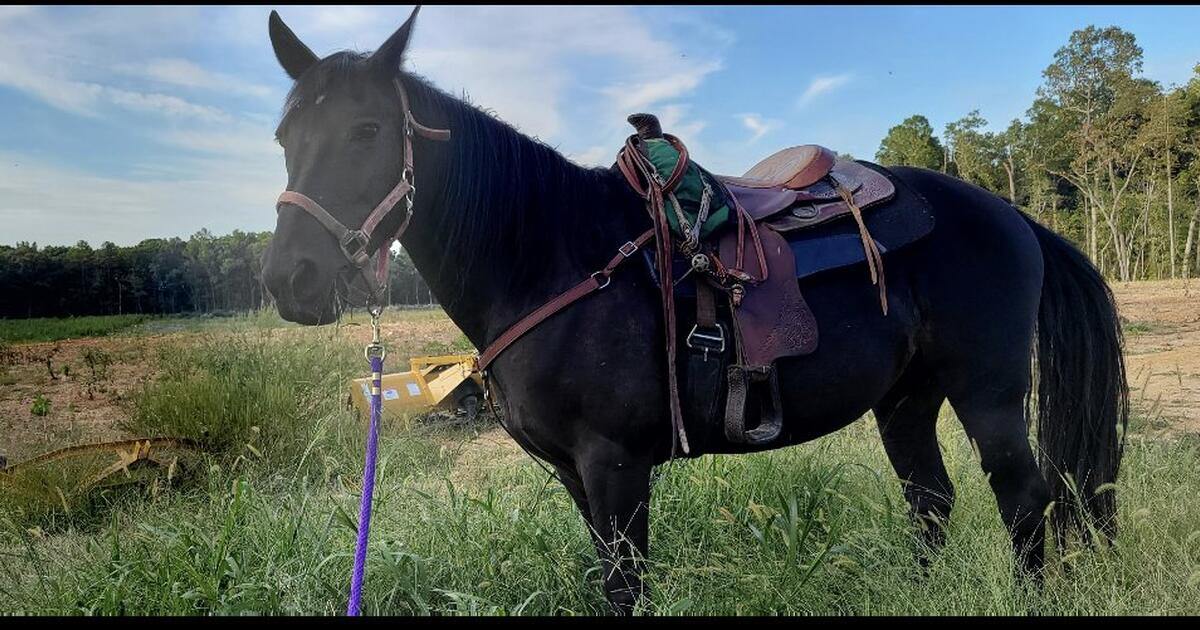 Rehoming Horses in Rougemont, NC For Sale & Free — Nextdoor