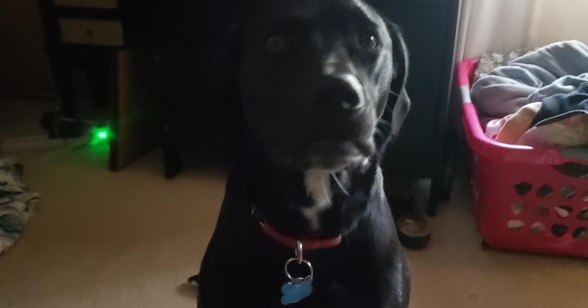 4 year old Black Lab mix needing a home...Sweet disposition..likes to