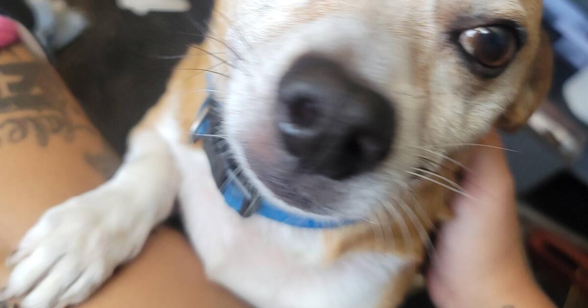 Free 5 yr old jack russell ll terrier male for free in morgantown wv