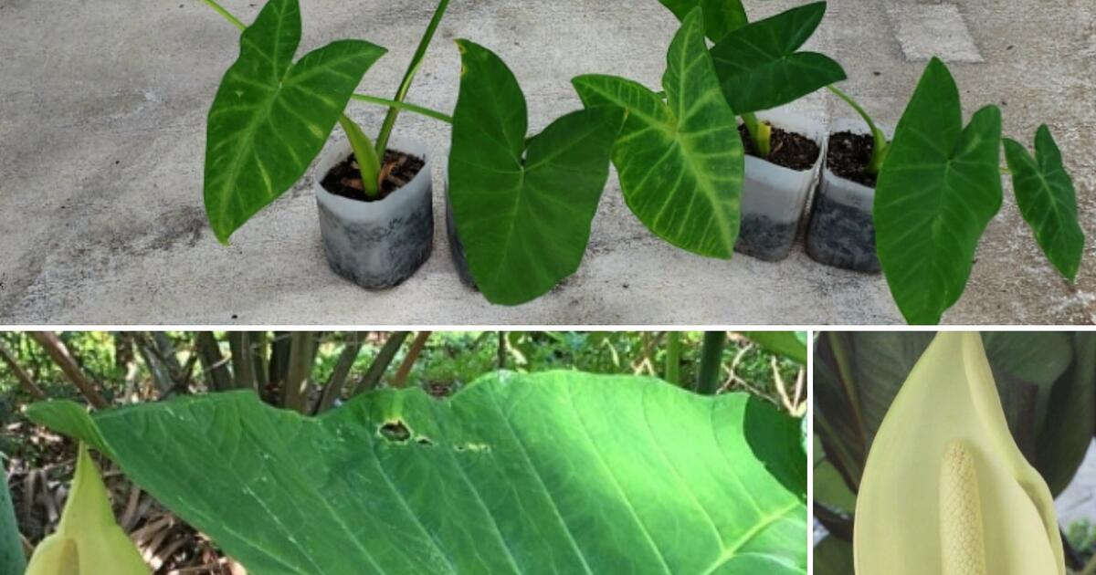  mammoth elephant ears sold separately for 8 in seminole fl for