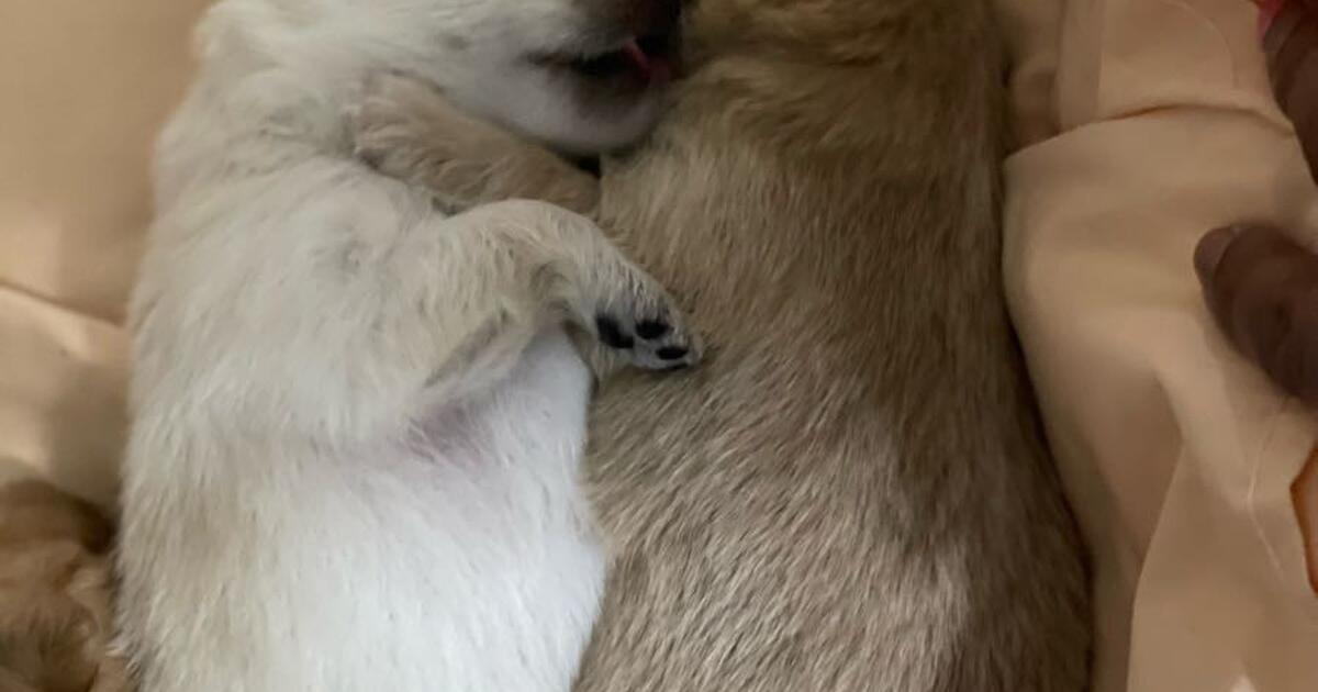 Pomeranian puppies for Free in Bridgeville, DE | For Sale & Free — Nextdoor