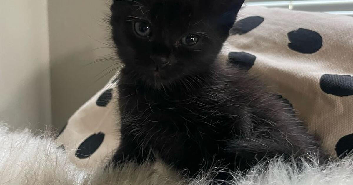 Kittens for 50 in Norfolk, VA For Sale & Free — Nextdoor