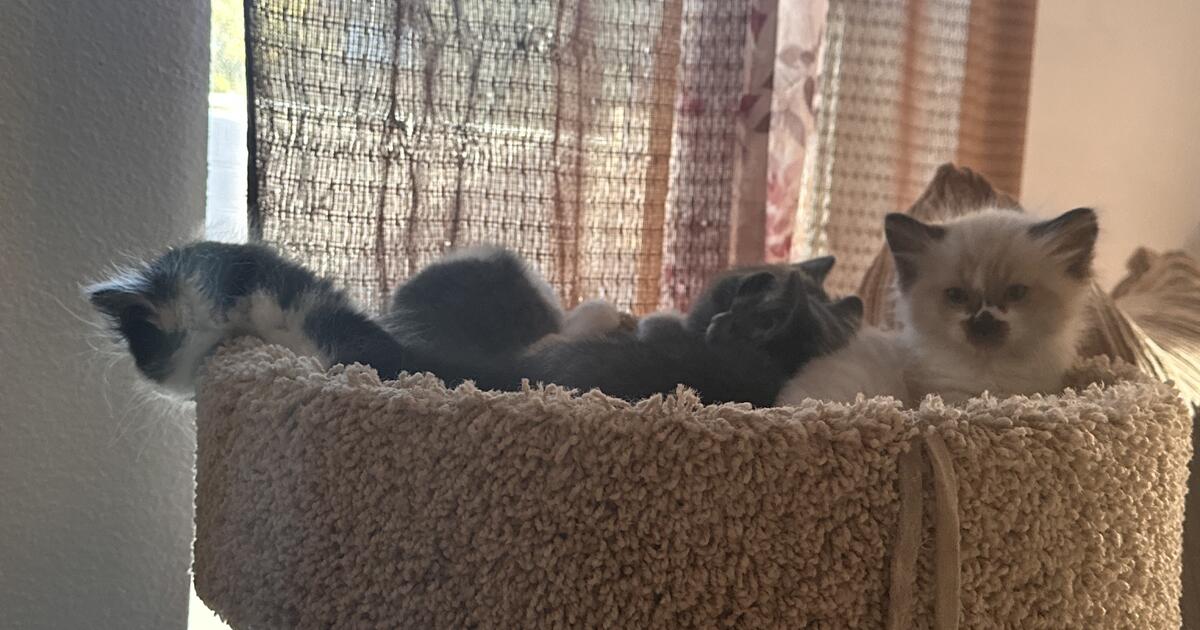 Free Kittens Las Vegas
