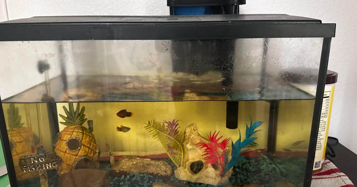 Aquarium for 30 in Henderson, NV For Sale & Free — Nextdoor