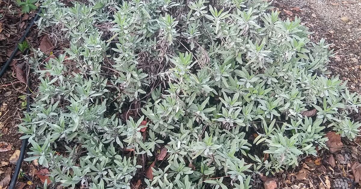 Free White sage salvia apiana runners for Free in Los Altos, CA For