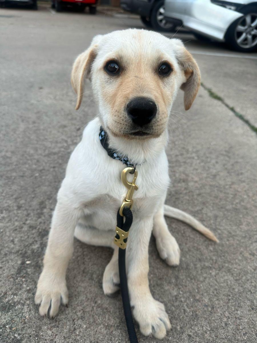 13 Week Lab Mix Puppy for $50 in Waco, TX | For Sale & Free — Nextdoor