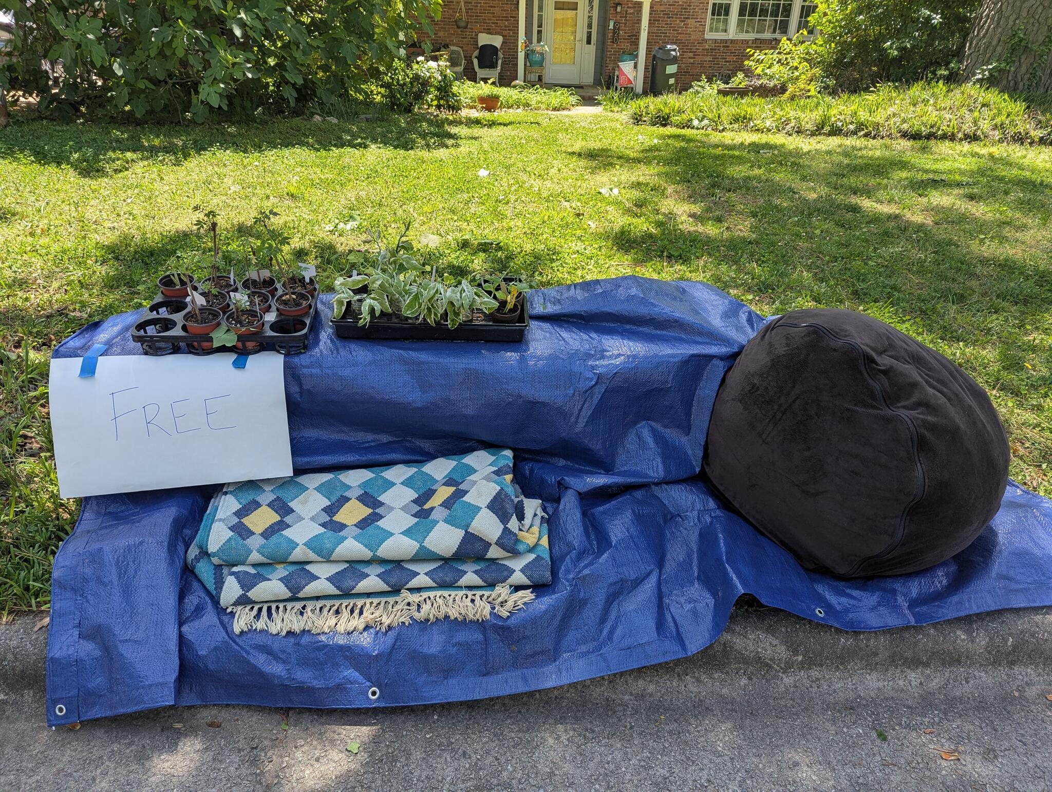 Free Plants, Rug, and Bean Bag