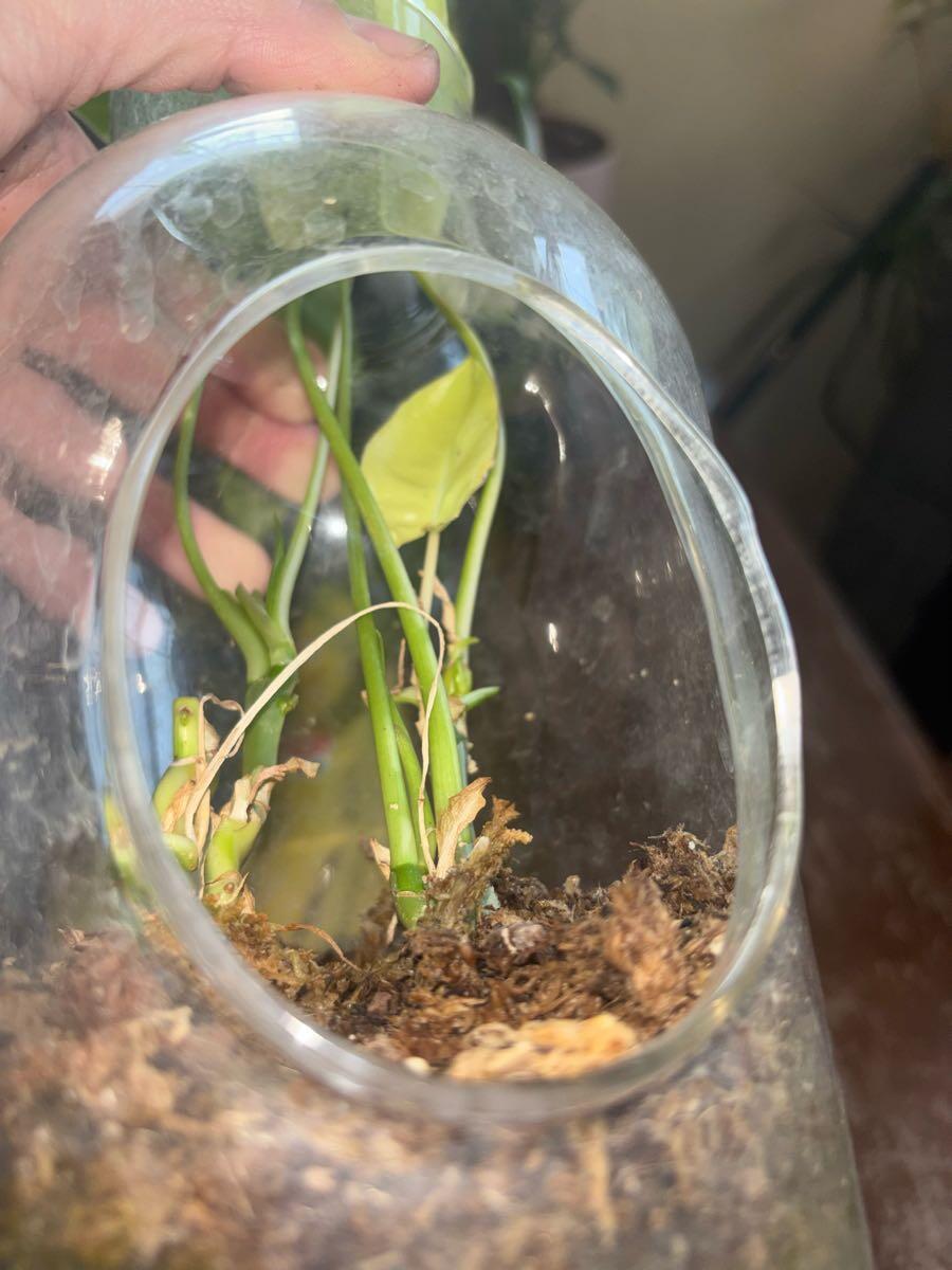 Burle Marx Philodendron Terrarium For $20 In Amarillo, TX | For Sale & Free   Nextdoor
