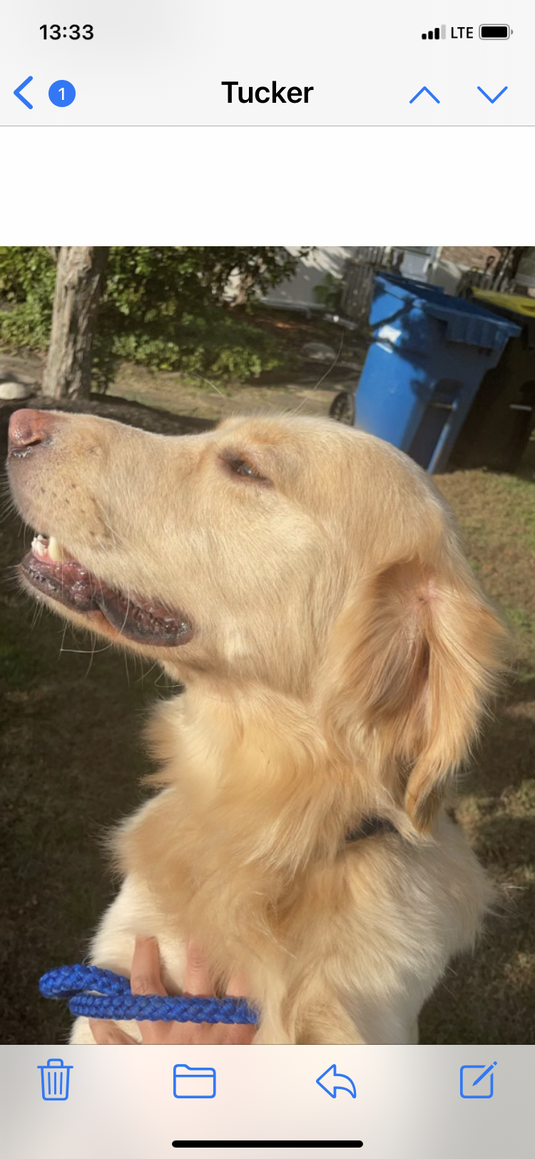 Dog in Coatesville, PA For Sale & Free — Nextdoor